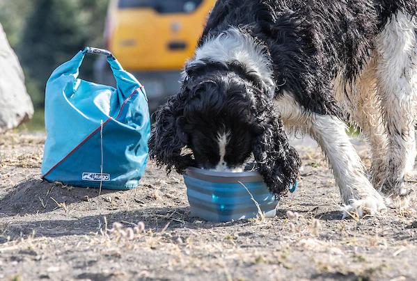 dog drinking water from the mash and stash bowl and kibble carrier in background 