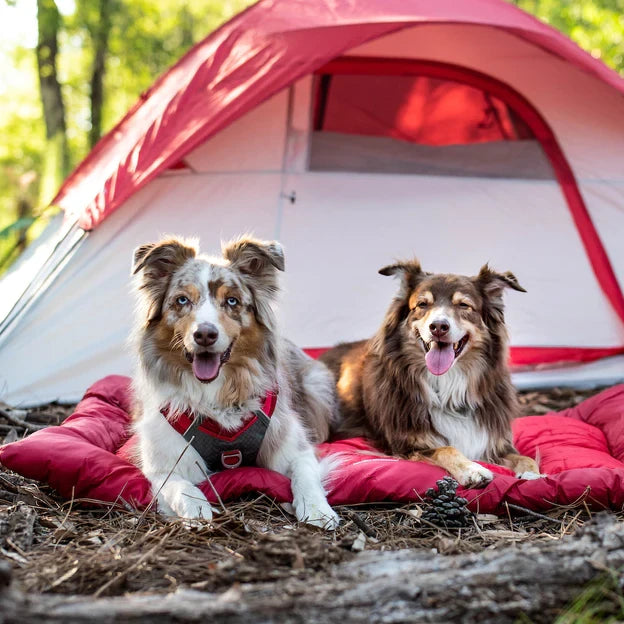 loft_bed_RD_LS_2-dogs_tent_1x1_bed0de6b-5f5b-4456-bda4-9ea8dbf61d3e.webp