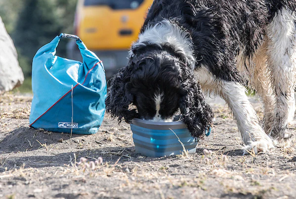 Essential Items for a Snazzy Camping Trip with Your Furry Sidekick