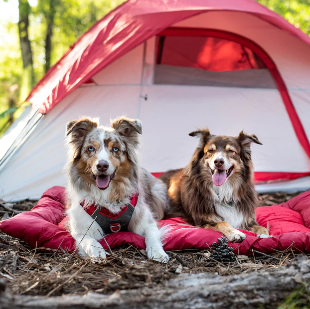 Dog Camp Essentials