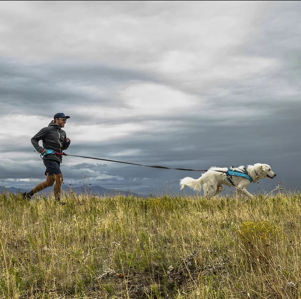 Dog Leashes & Tie Outs
