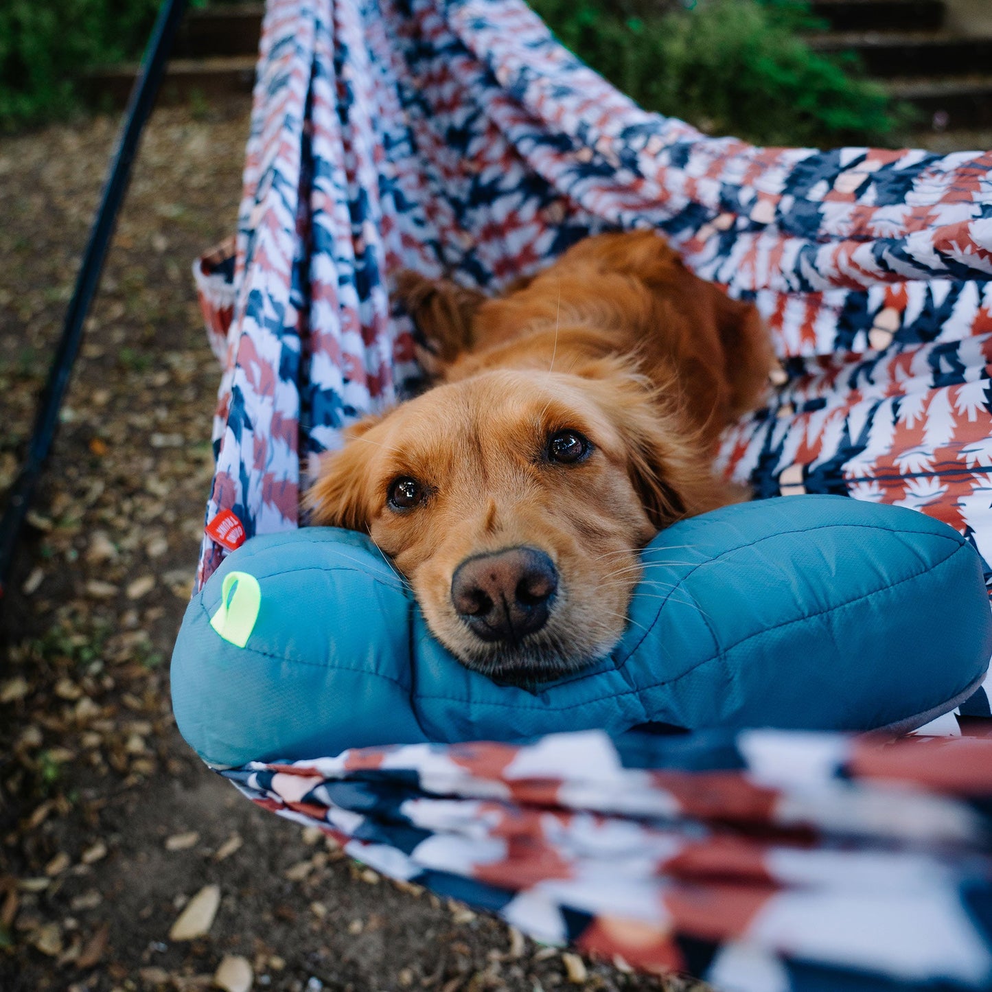 Dog lying in a colorful hammock with a blue pillow