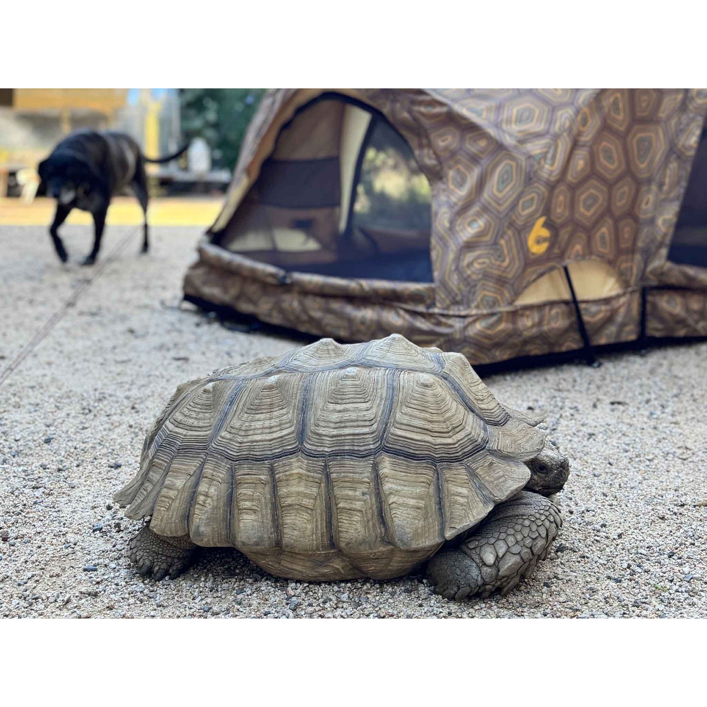 REV TENT (shellter)