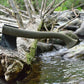 M-1-1991-CampingAxe-green-log-in-river.jpg