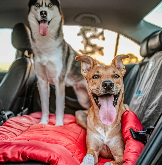 loft_bed_RD_LS_2_dogs_in_car_1x1_34bfe40e-57e9-4723-a774-609a51b158e7.webp